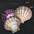 large lion's paw scallop shell pack of 3